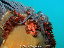 
Crab (Inachus .sp) trying to hide under a Snakelocks an... by Gary Carpenter 